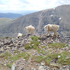 Quandary Peak